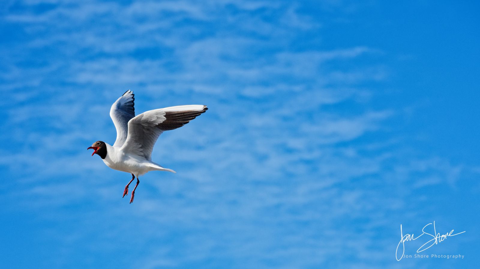 Seagull Jurmala, Latvia, June 2026, by Jon Shore