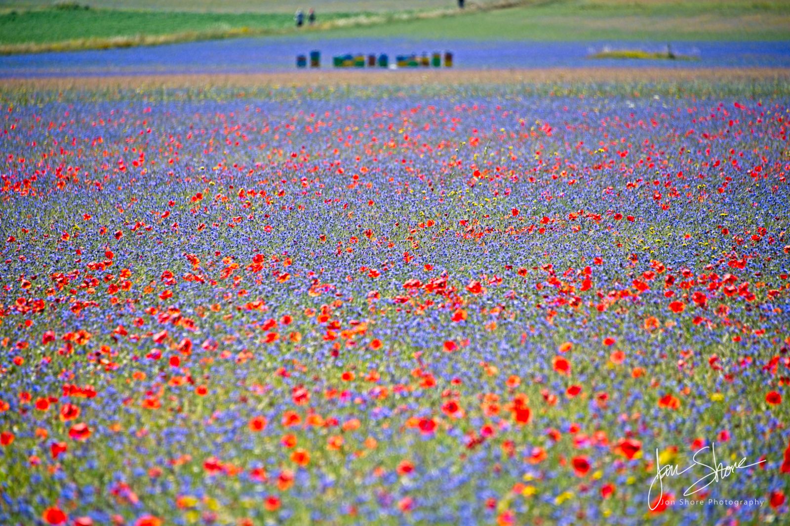 Castelluccio Italy Lentil Flowers, July 2024, by Jon Shore