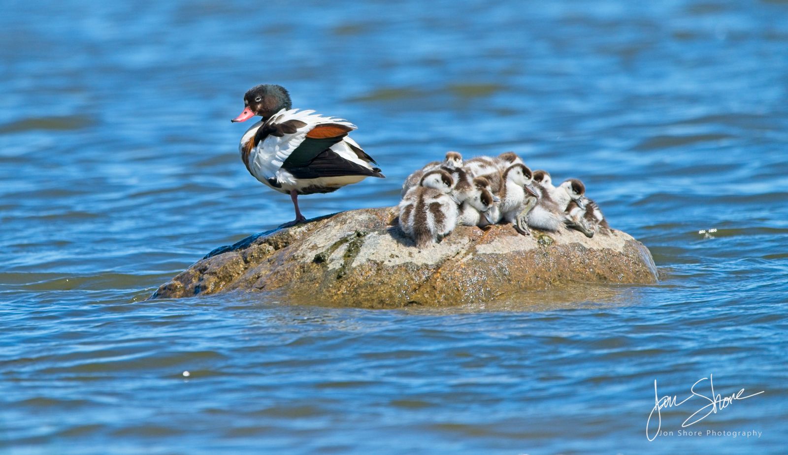 Common Shell Ducks, Engure, Latvia, July 2023, by Jon Shore