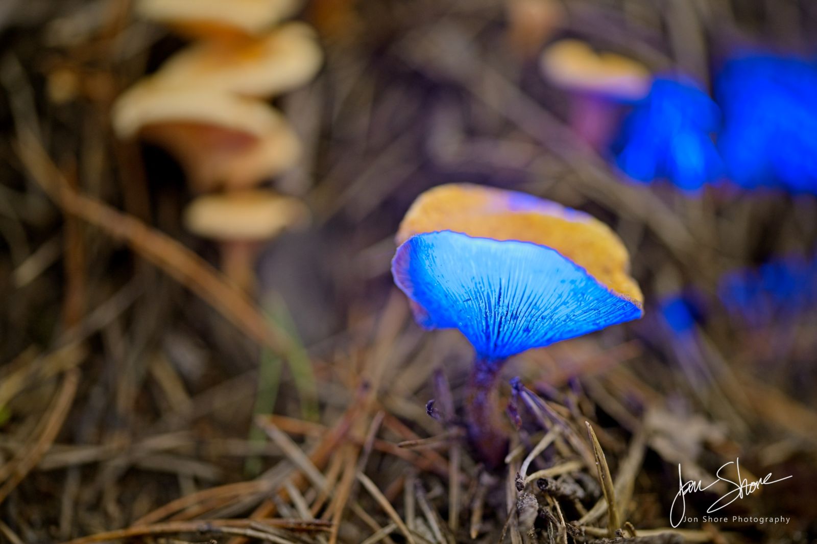 Glowing Mushrooms Forest Lapsas Latvia September 2025 by Jon Shore