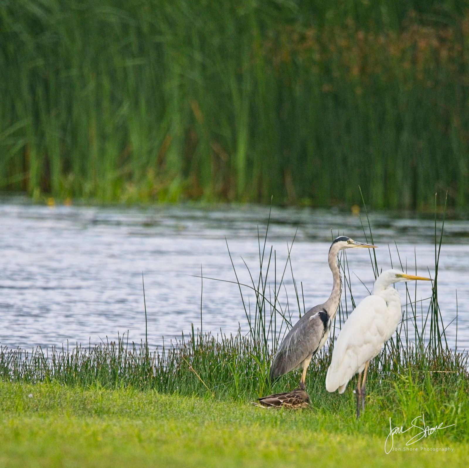 Great White Egret and Grey Heron at a Lake in Northern Latvia August 2024