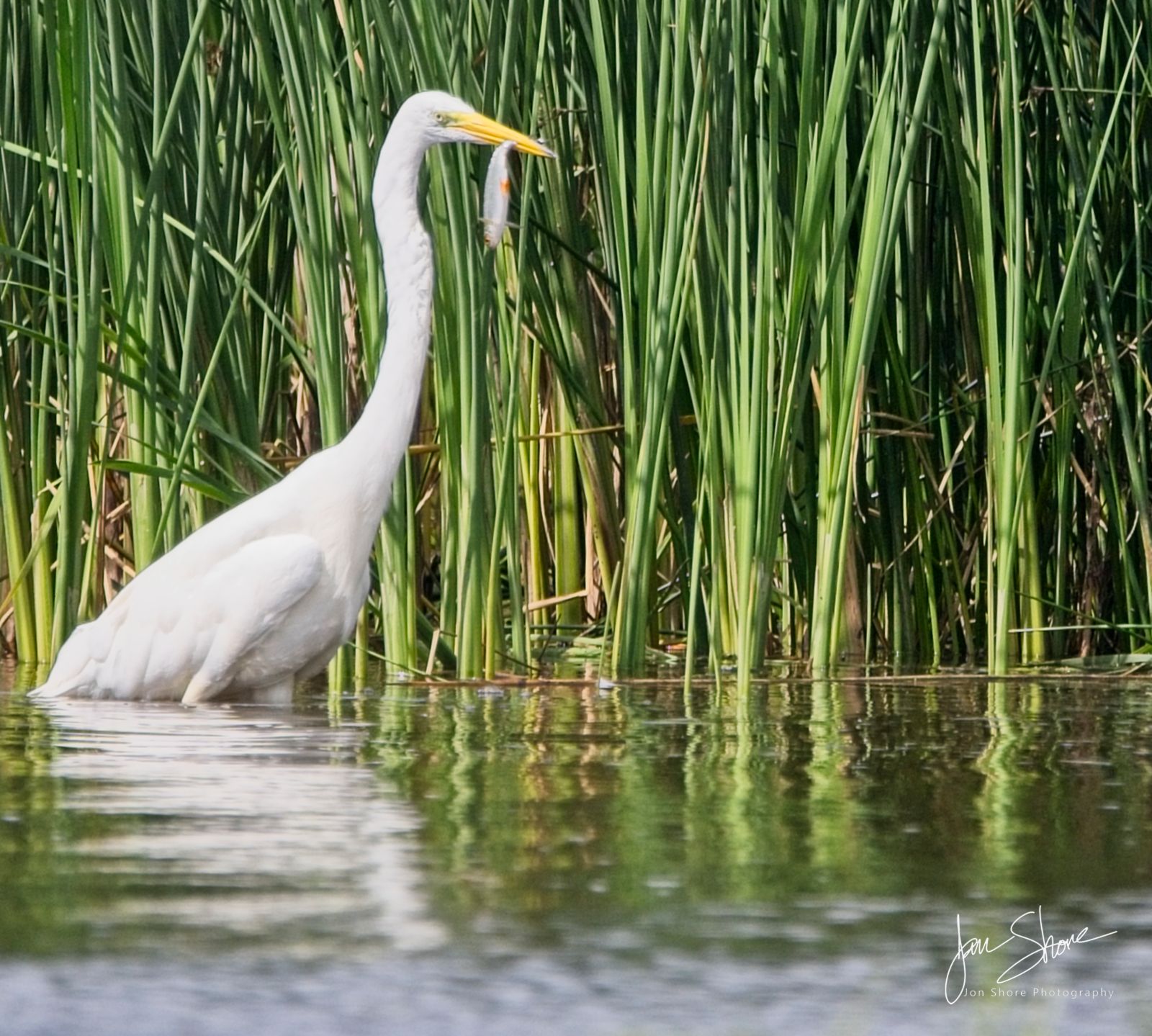 Great White Egret at a Lake in Northern Latvia, August 2024
