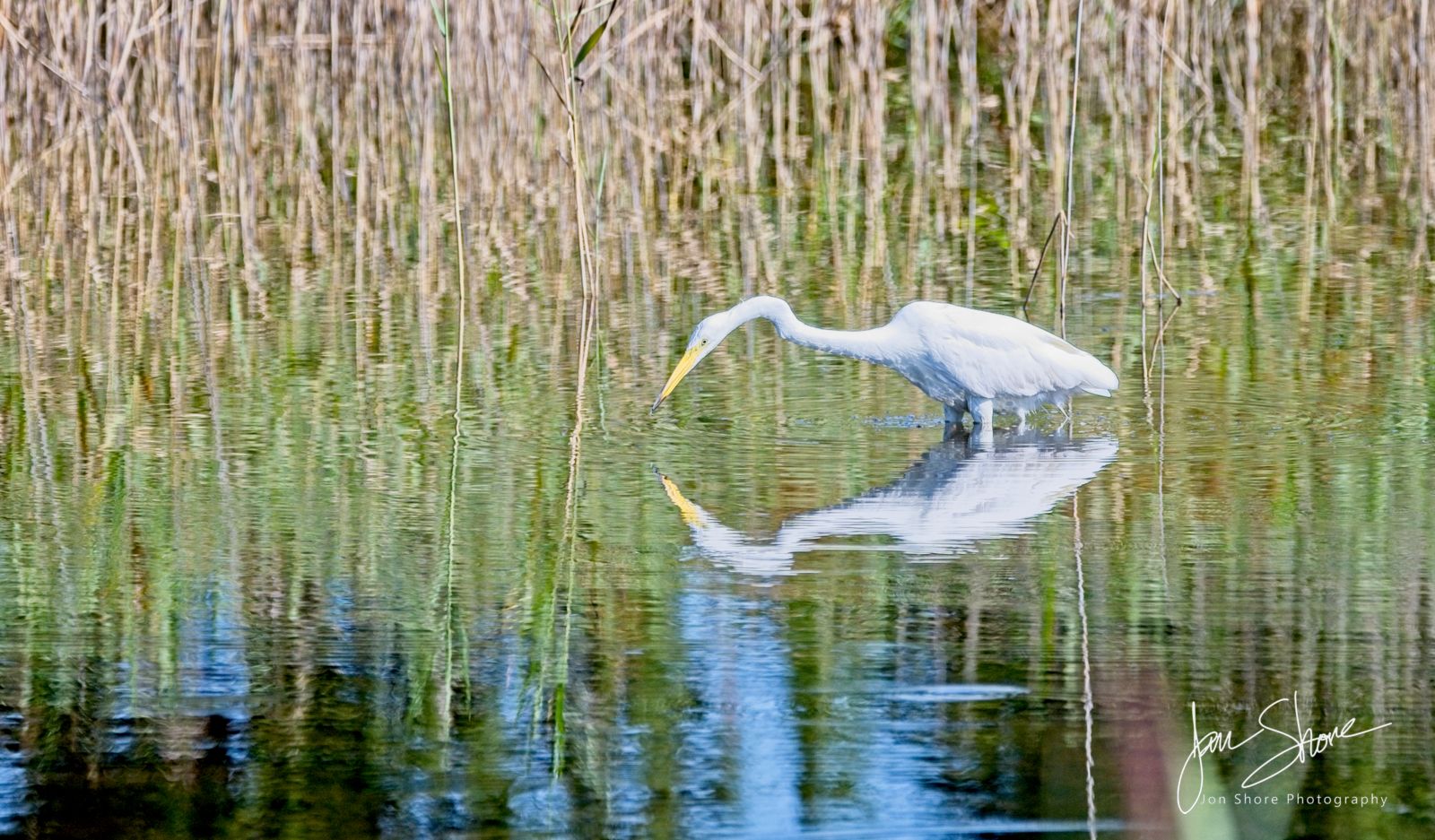 Great White Egrets August 2025 Kemeri National Park, Latvia by Jon Shore