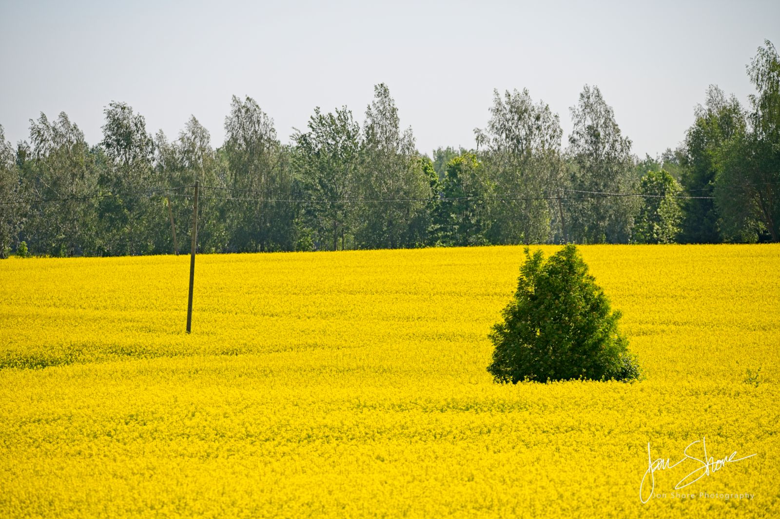 Rapeseed Field in Rural Latvia in Spring