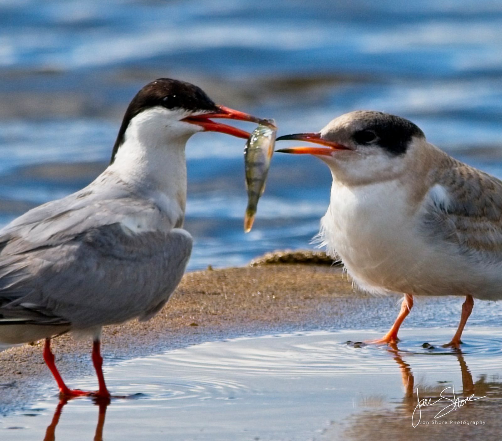 Terns Burtnieki Latvia August 2024 Jon Shore